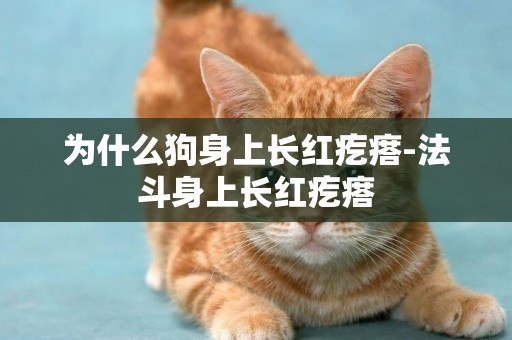 為什么狗身上長紅疙瘩-法斗身上長紅疙瘩