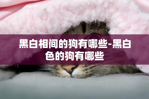 黑白相間的狗有哪些-黑白色的狗有哪些