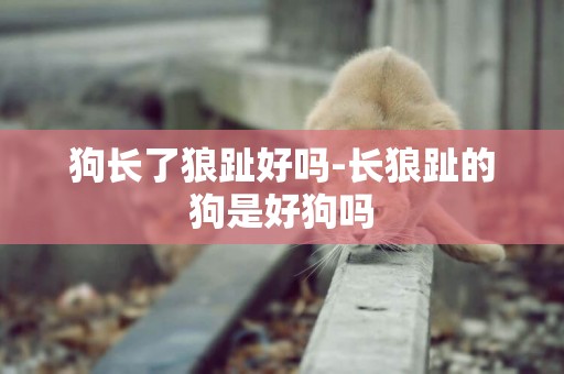 狗長了狼趾好嗎-長狼趾的狗是好狗嗎