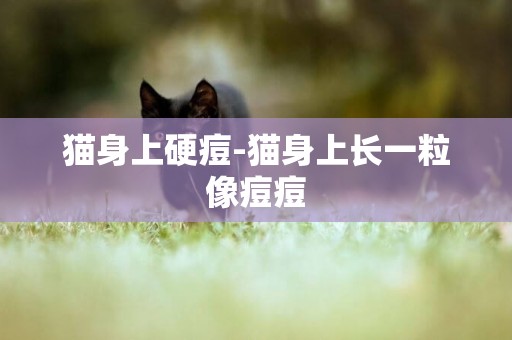 貓身上硬痘-貓身上長一粒像痘痘