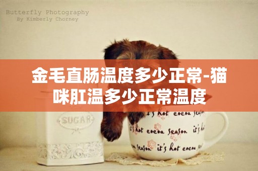 金毛直腸溫度多少正常-貓咪肛溫多少正常溫度