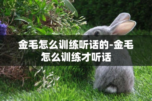 金毛怎么訓練聽話的-金毛怎么訓練才聽話
