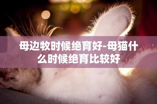 母邊牧時候絕育好-母貓什么時候絕育比較好