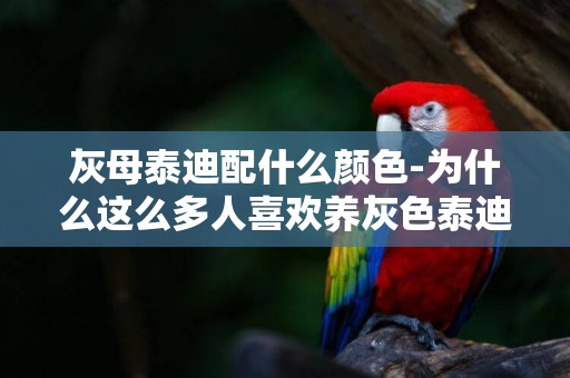 灰母泰迪配什么顏色-為什么這么多人喜歡養灰色泰迪犬