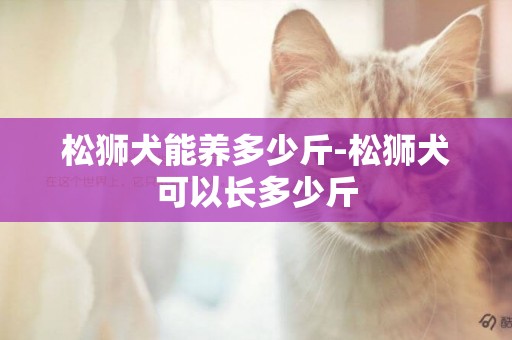 松獅犬能養多少斤-松獅犬可以長多少斤