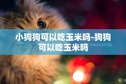 小狗狗可以吃玉米嗎-狗狗可以吃玉米嗎