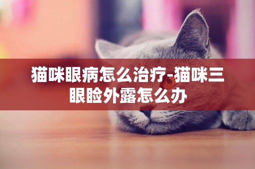 貓咪眼病怎么治療-貓咪三眼瞼外露怎么辦