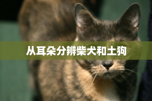 從耳朵分辨柴犬和土狗