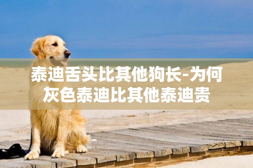 泰迪舌頭比其他狗長-為何灰色泰迪比其他泰迪貴