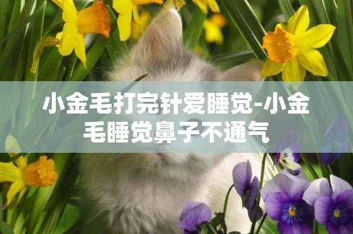 小金毛打完針愛睡覺-小金毛睡覺鼻子不通氣