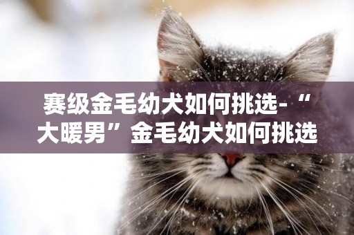 賽級金毛幼犬如何挑選-“大暖男”金毛幼犬如何挑選