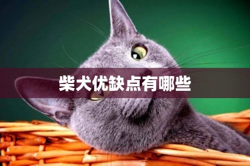 柴犬優缺點有哪些