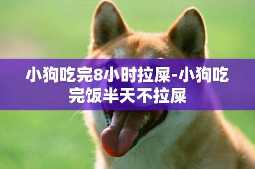 小狗吃完8小時拉屎-小狗吃完飯半天不拉屎