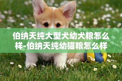 伯納天純大型犬幼犬糧怎么樣-伯納天純幼貓糧怎么樣