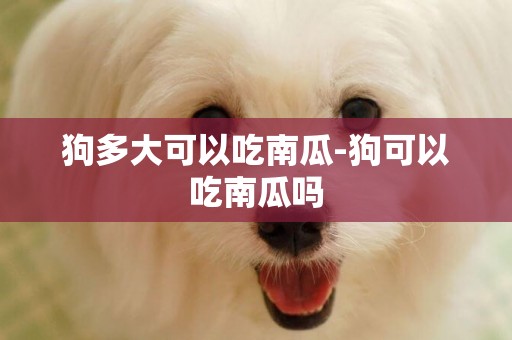 狗多大可以吃南瓜-狗可以吃南瓜嗎
