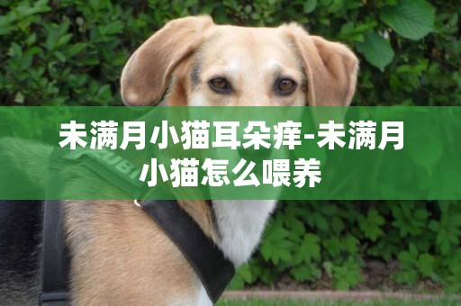 未滿月小貓耳朵癢-未滿月小貓怎么喂養