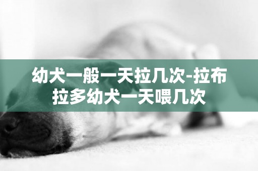 幼犬一般一天拉幾次-拉布拉多幼犬一天喂幾次
