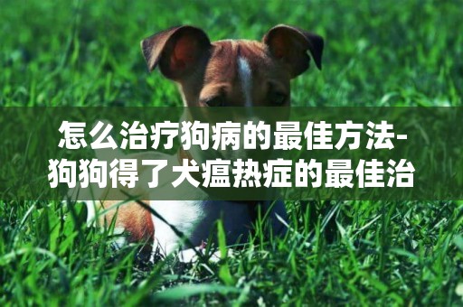 怎么治療狗病的最佳方法-狗狗得了犬瘟熱癥的最佳治療方法