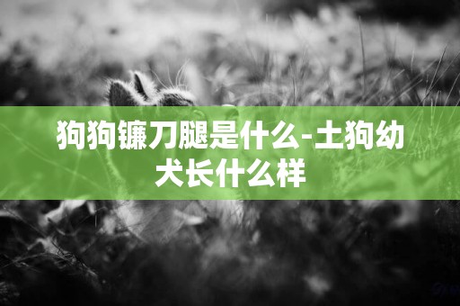 狗狗鐮刀腿是什么-土狗幼犬長什么樣