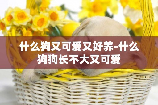 什么狗又可愛又好養-什么狗狗長不大又可愛