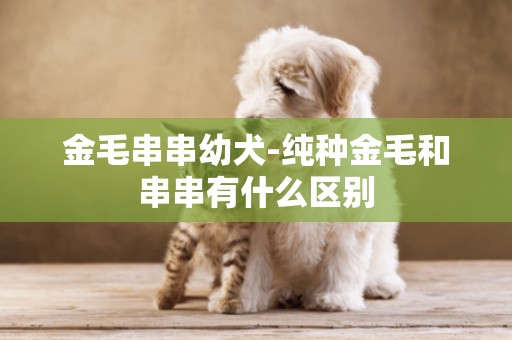 金毛串串幼犬-純種金毛和串串有什么區別