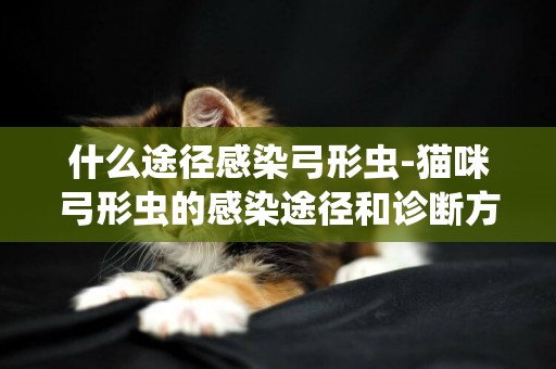 什么途徑感染弓形蟲-貓咪弓形蟲的感染途徑和診斷方法