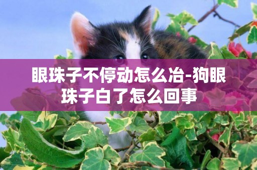 眼珠子不停動怎么冶-狗眼珠子白了怎么回事