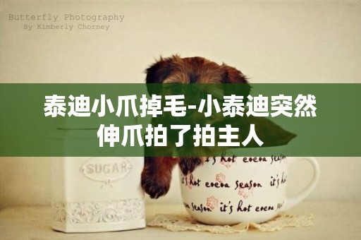 泰迪小爪掉毛-小泰迪突然伸爪拍了拍主人