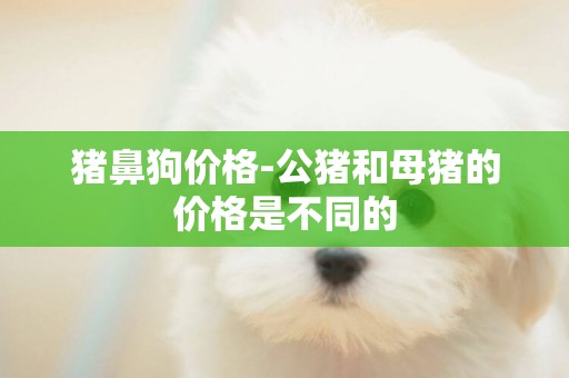 豬鼻狗價格-公豬和母豬的價格是不同的