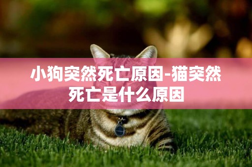 小狗突然死亡原因-貓突然死亡是什么原因