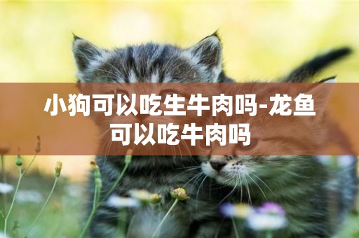 小狗可以吃生牛肉嗎-龍魚可以吃牛肉嗎