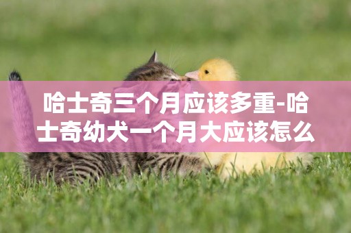 哈士奇三個月應該多重-哈士奇幼犬一個月大應該怎么養