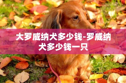 大羅威納犬多少錢-羅威納犬多少錢一只