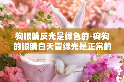 狗眼睛反光是綠色的-狗狗的眼睛白天冒綠光是正常的嗎