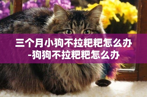 三個月小狗不拉粑粑怎么辦-狗狗不拉粑粑怎么辦