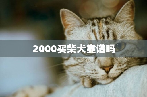 2000買柴犬靠譜嗎