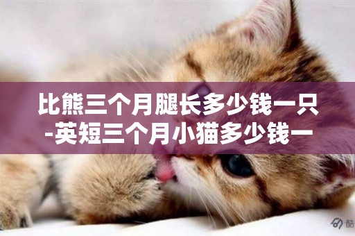 比熊三個月腿長多少錢一只-英短三個月小貓多少錢一只