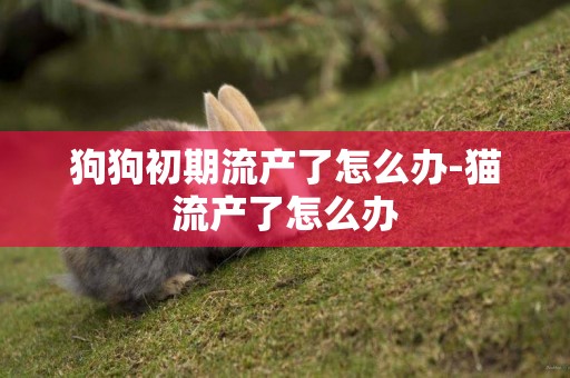 狗狗初期流產了怎么辦-貓流產了怎么辦