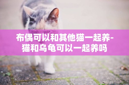 布偶可以和其他貓一起養-貓和烏龜可以一起養嗎