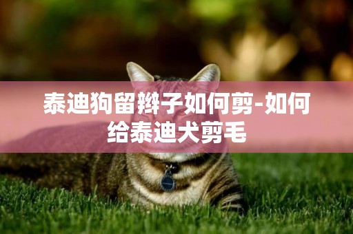 泰迪狗留辮子如何剪-如何給泰迪犬剪毛