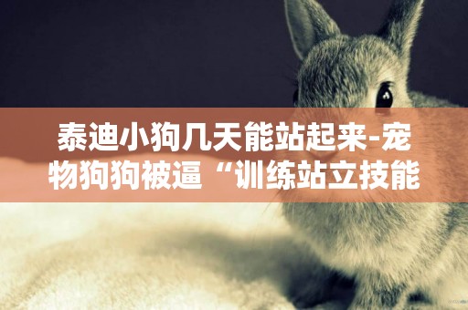 泰迪小狗幾天能站起來-寵物狗狗被逼“訓練站立技能”小泰迪犬