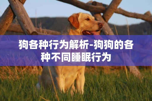 狗各種行為解析-狗狗的各種不同睡眠行為