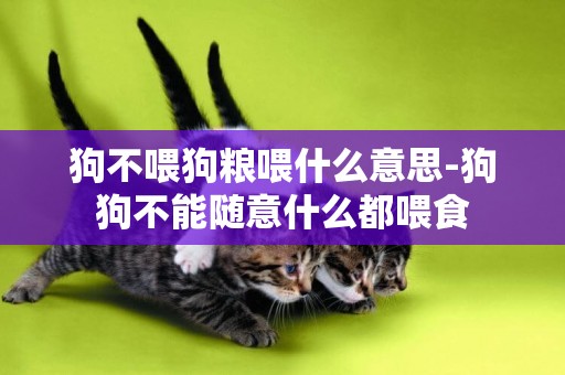 狗不喂狗糧喂什么意思-狗狗不能隨意什么都喂食