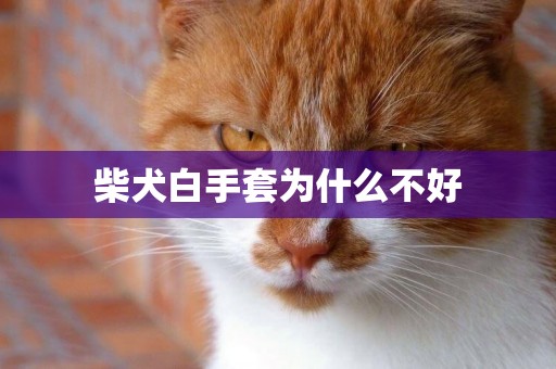 柴犬白手套為什么不好