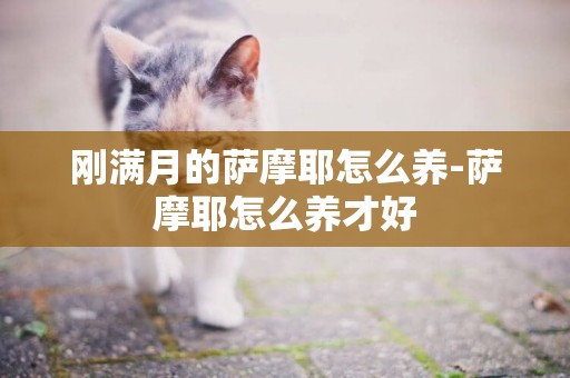 剛滿月的薩摩耶怎么養-薩摩耶怎么養才好