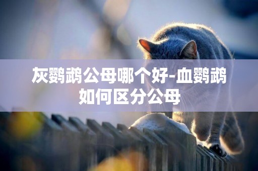 灰鸚鵡公母哪個好-血鸚鵡如何區分公母