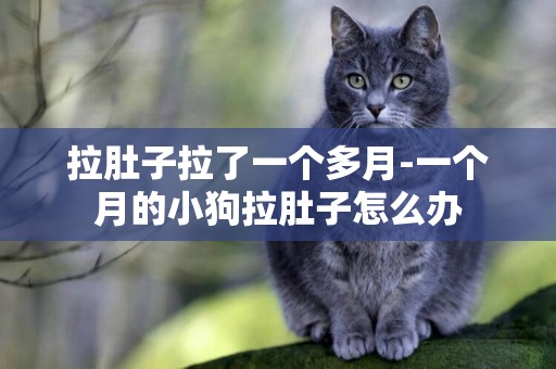 拉肚子拉了一個多月-一個月的小狗拉肚子怎么辦