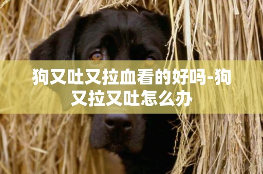 狗又吐又拉血看的好嗎-狗又拉又吐怎么辦