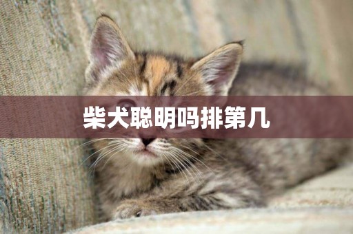 柴犬聰明嗎排第幾