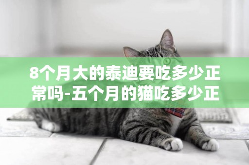 8個月大的泰迪要吃多少正常嗎-五個月的貓吃多少正常